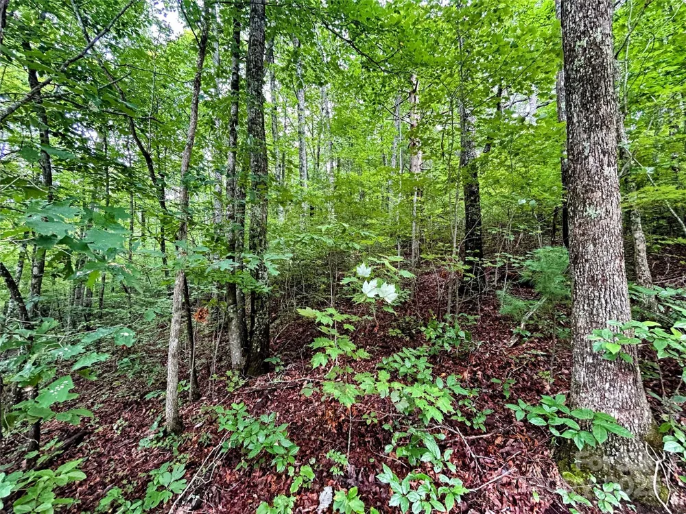 Lot 6 Azalea Way Saluda, NC 28773