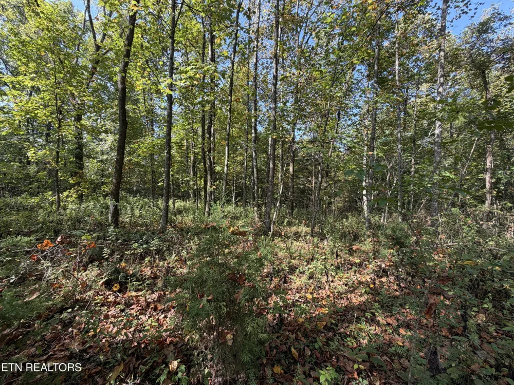 2235 Moore Knob Rd Allardt, TN 38504