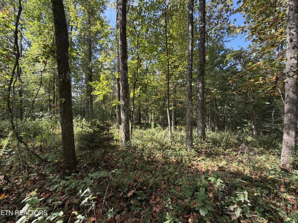 2235 Moore Knob Rd Allardt, TN 38504