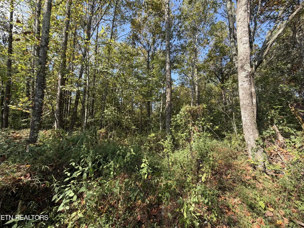 2235 Moore Knob Rd Allardt, TN 38504