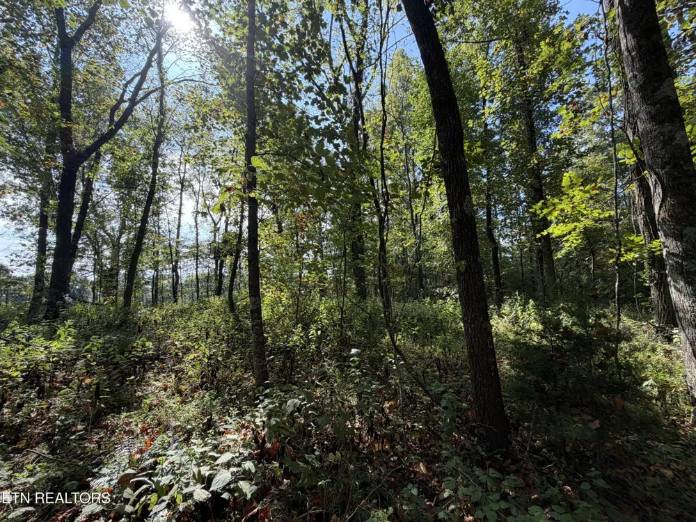 2235 Moore Knob Rd Allardt, TN 38504