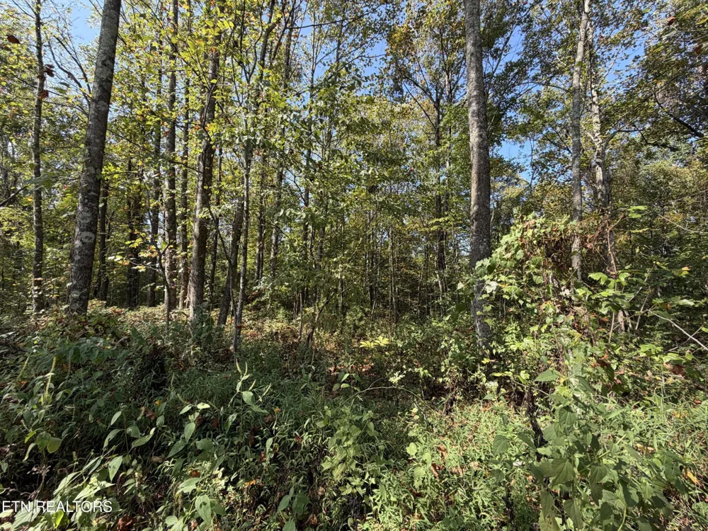2235 Moore Knob Rd Allardt, TN 38504