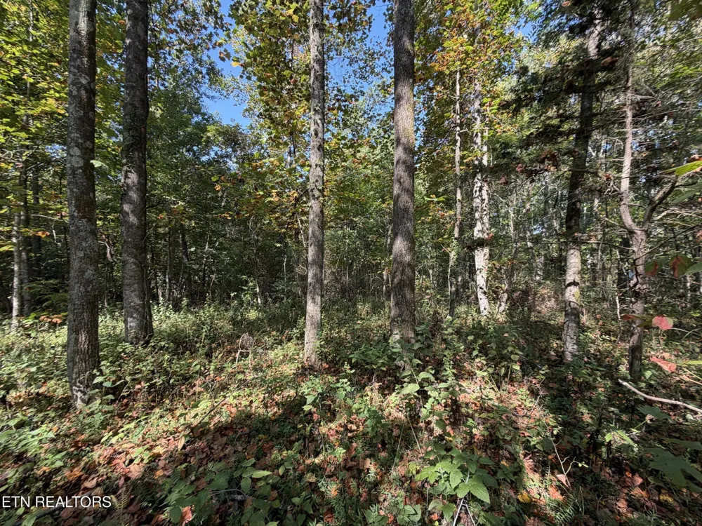 2235 Moore Knob Rd Allardt, TN 38504