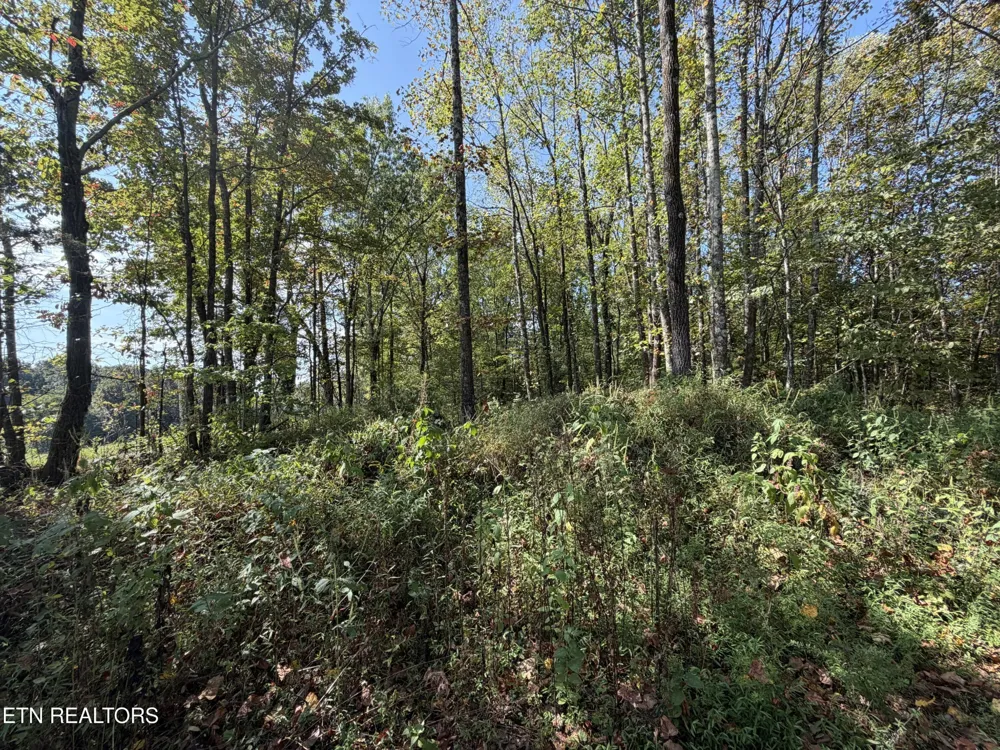 2235 Moore Knob Rd Allardt, TN 38504