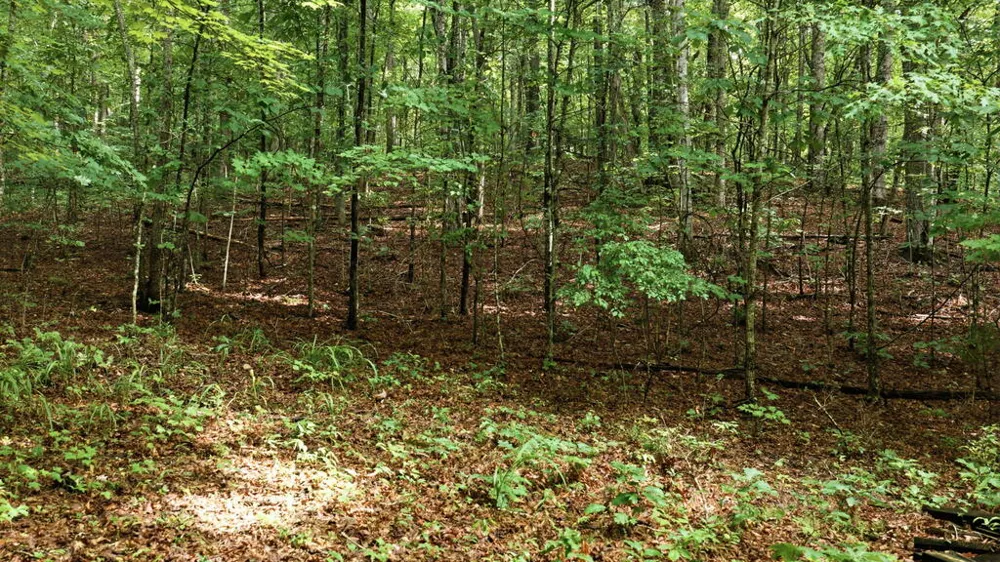Allison Watts Road Franklin, NC 28734