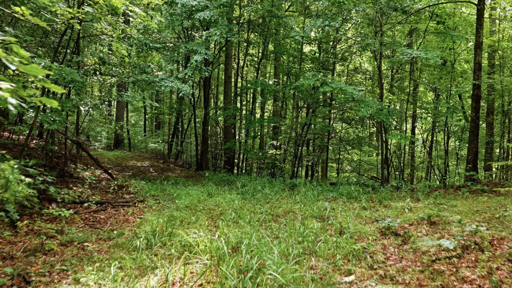 Allison Watts Road Franklin, NC 28734