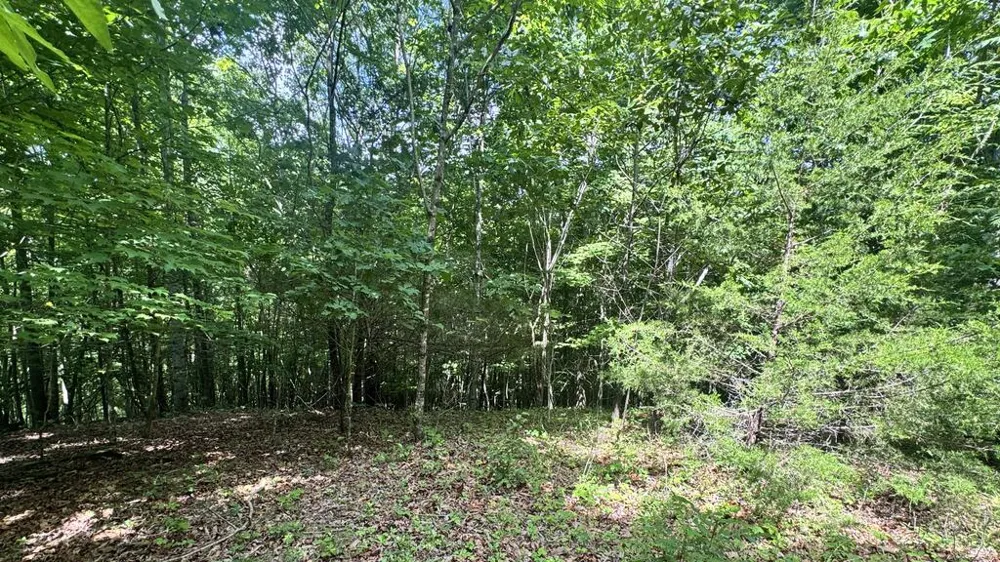 Allison Watts Road Franklin, NC 28734