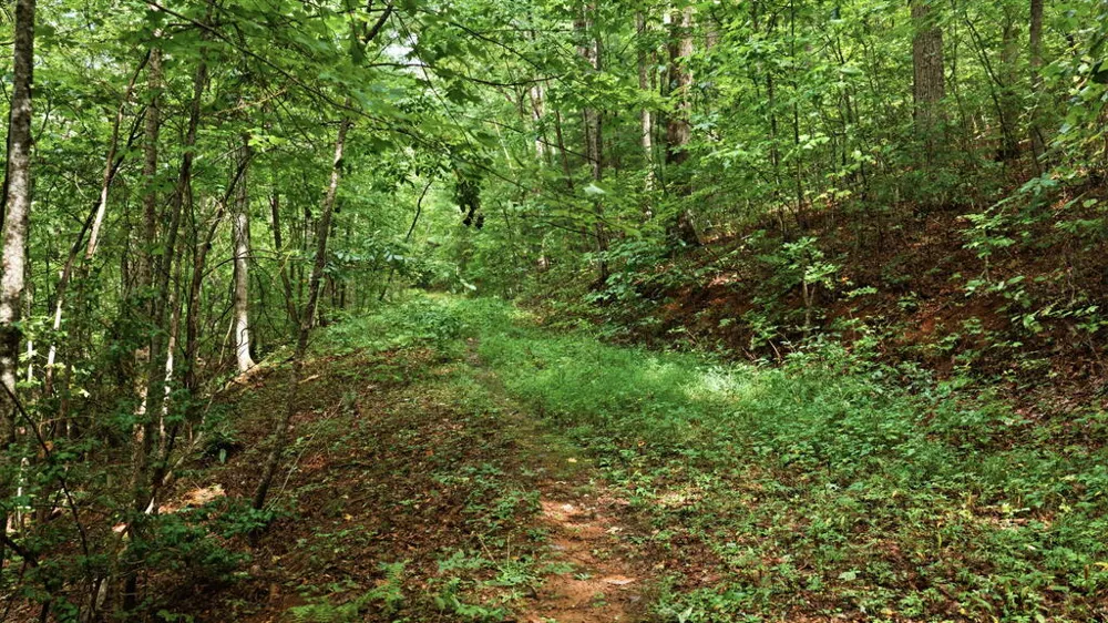 Allison Watts Road Franklin, NC 28734