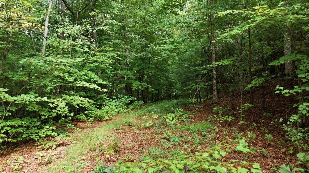 Allison Watts Road Franklin, NC 28734