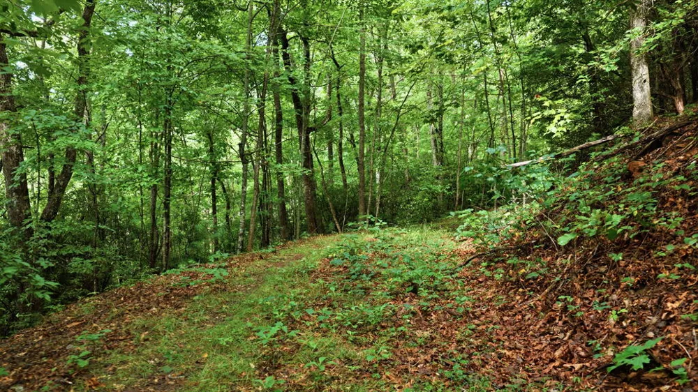 Allison Watts Road Franklin, NC 28734