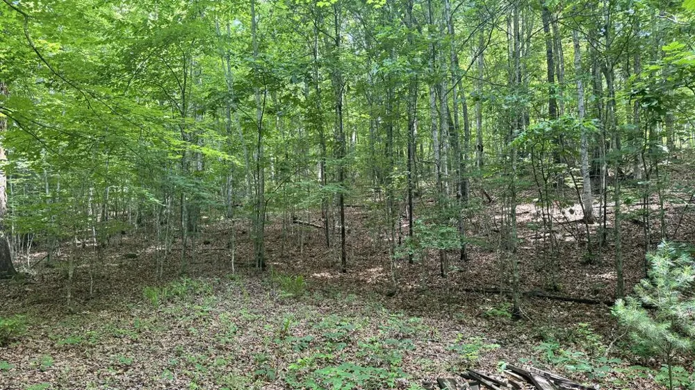 Allison Watts Road Franklin, NC 28734