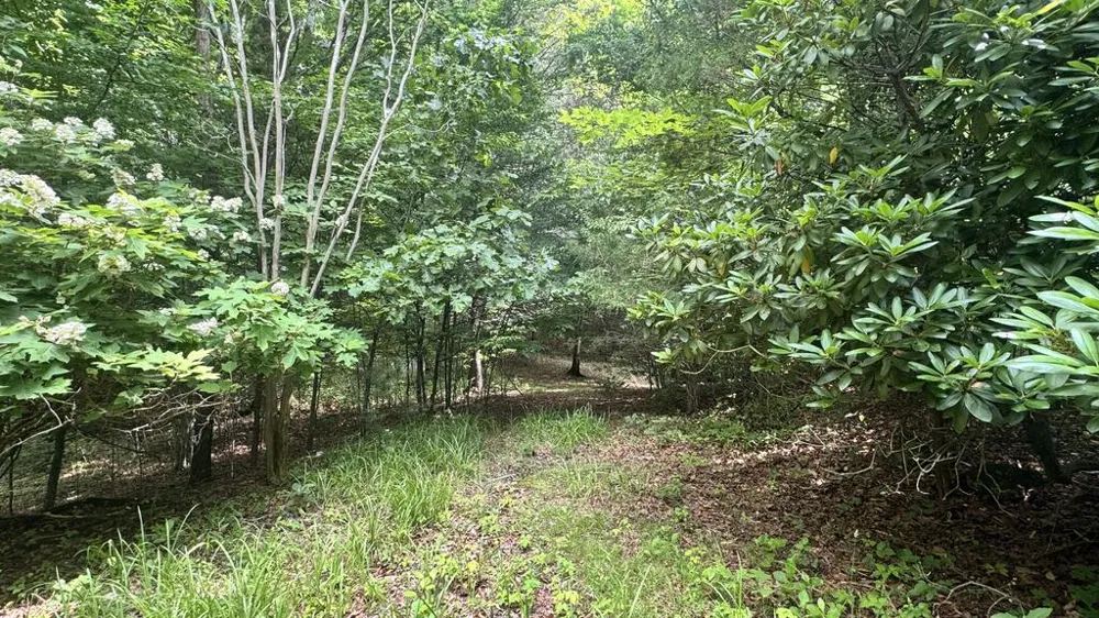 Allison Watts Road Franklin, NC 28734