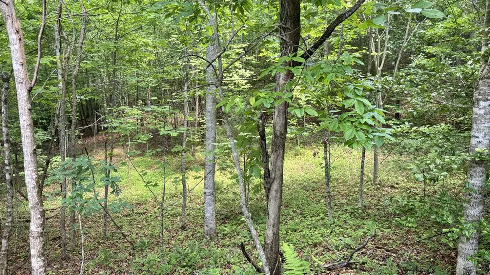 Allison Watts Road Franklin, NC 28734