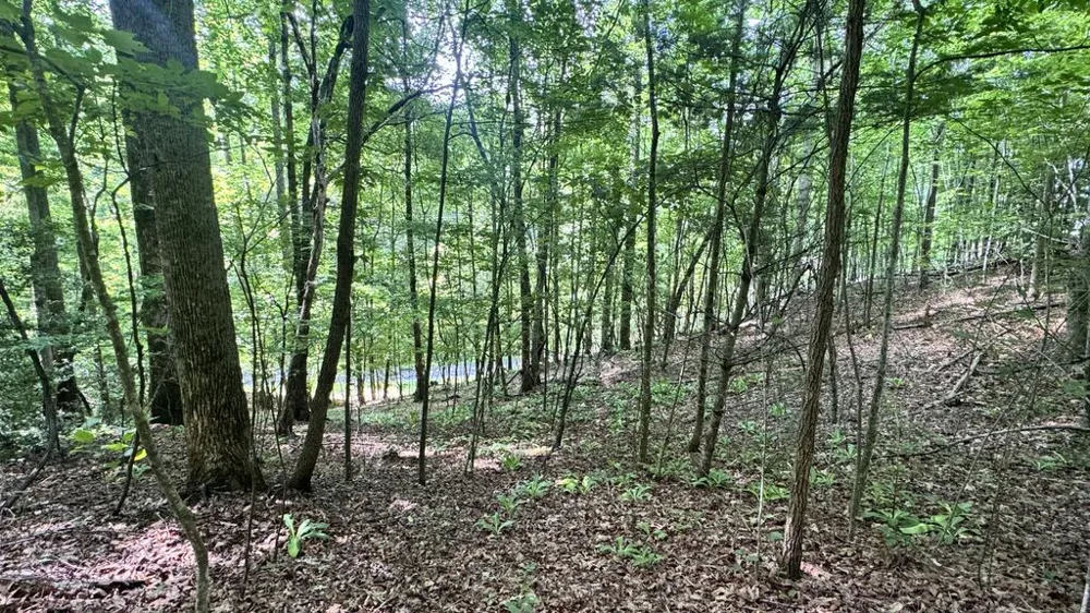 Allison Watts Road Franklin, NC 28734