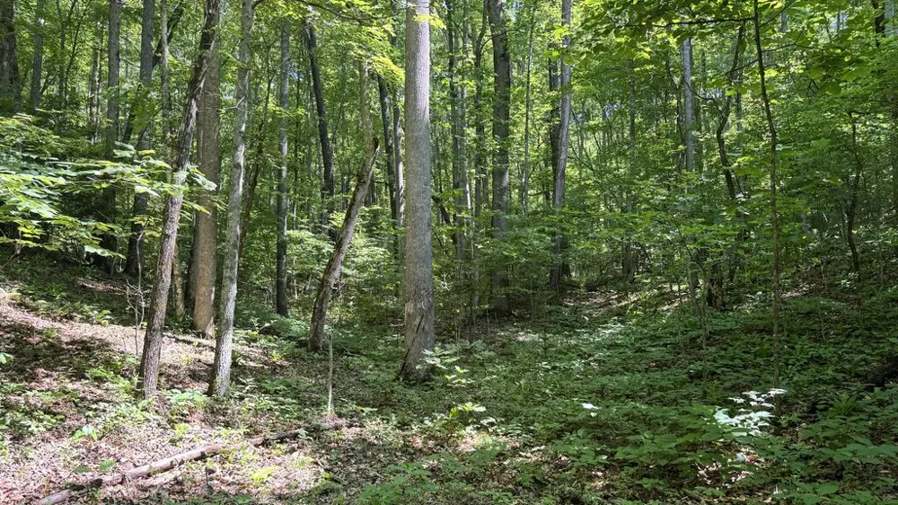 Allison Watts Road Franklin, NC 28734