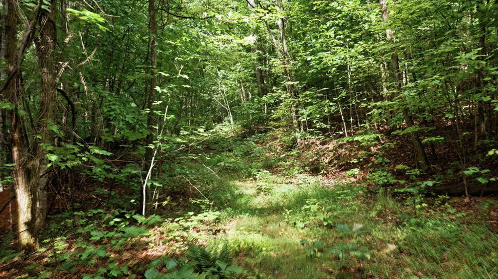Allison Watts Road Franklin, NC 28734