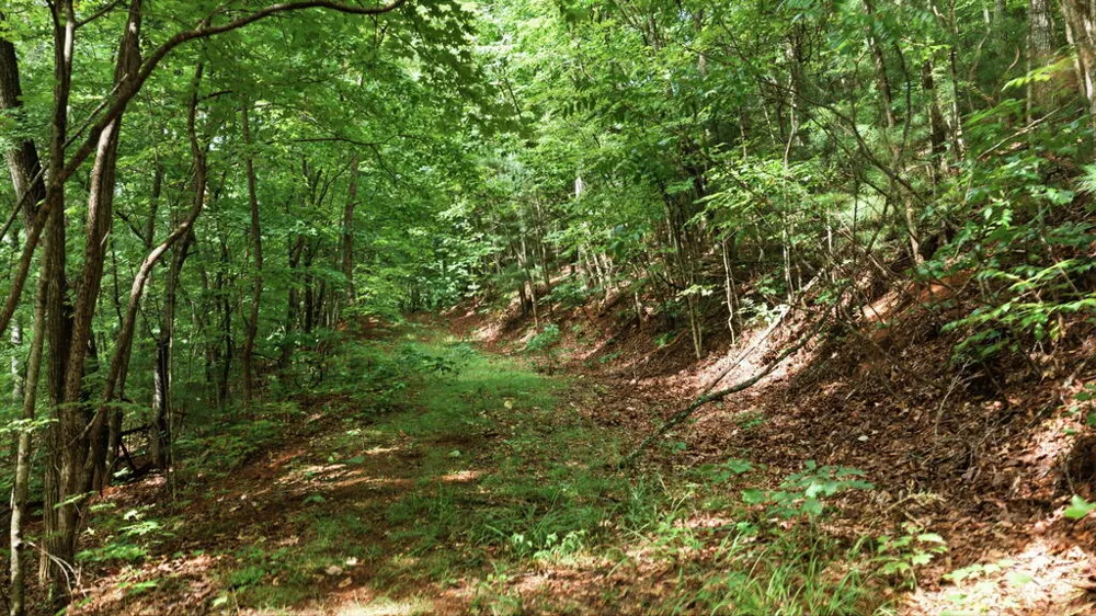 Allison Watts Road Franklin, NC 28734