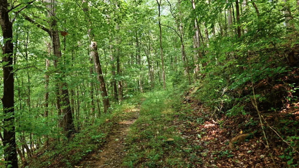 Allison Watts Road Franklin, NC 28734