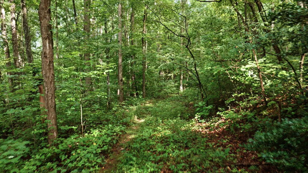 Allison Watts Road Franklin, NC 28734