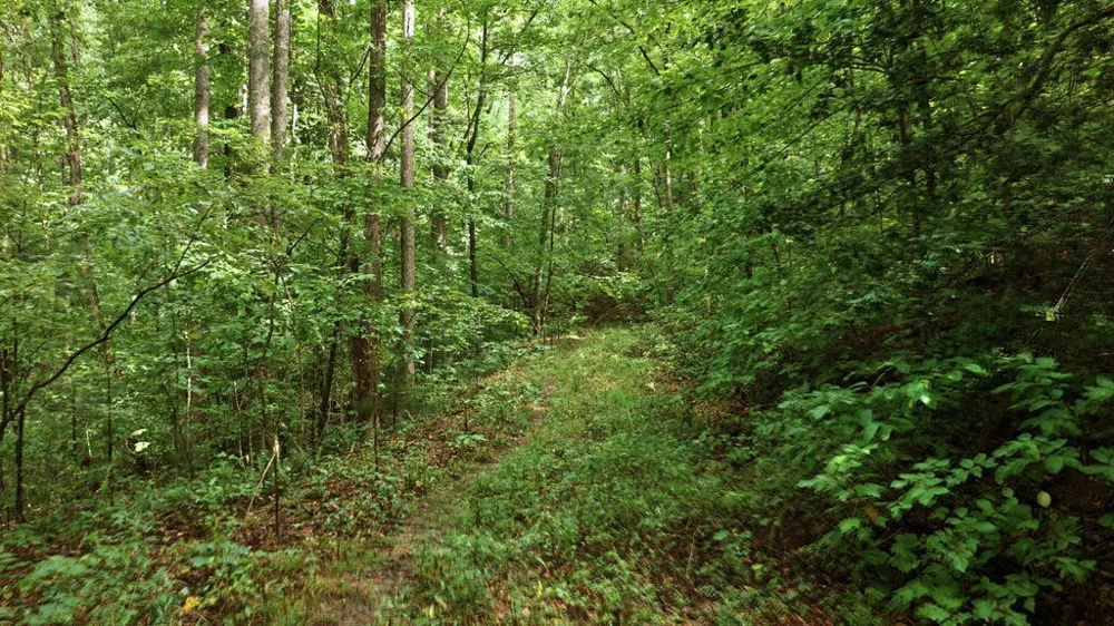 Allison Watts Road Franklin, NC 28734