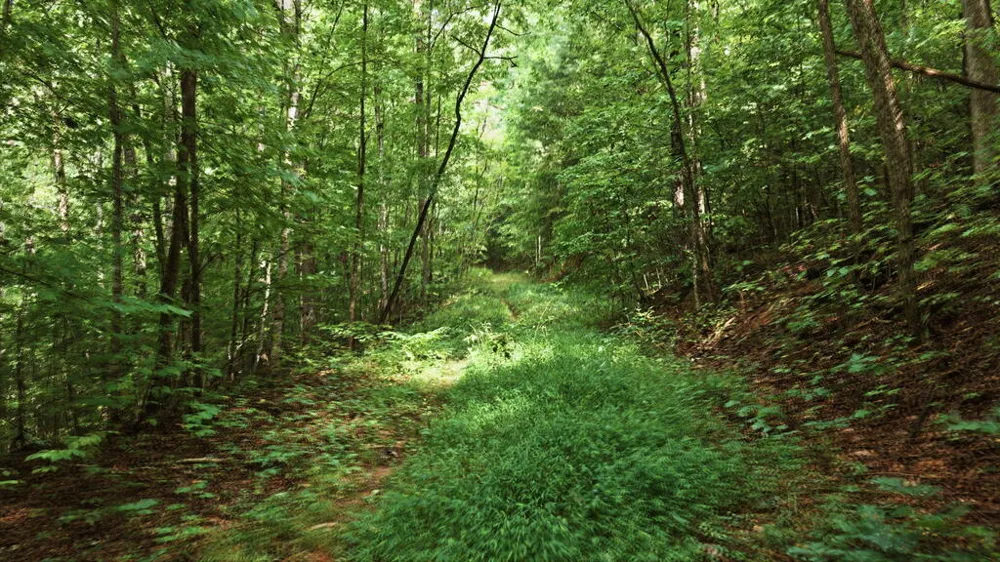 Allison Watts Road Franklin, NC 28734