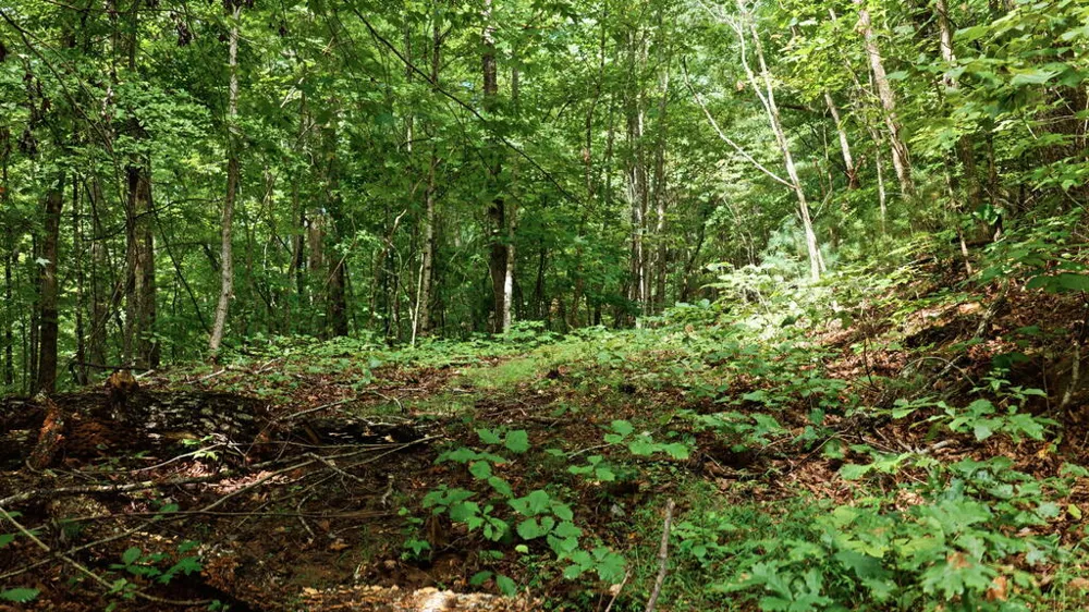 Allison Watts Road Franklin, NC 28734