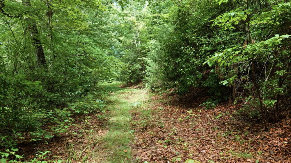 Allison Watts Road Franklin, NC 28734