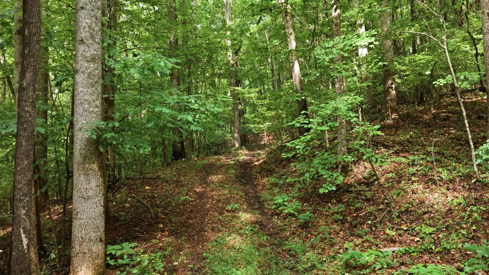 Allison Watts Road Franklin, NC 28734
