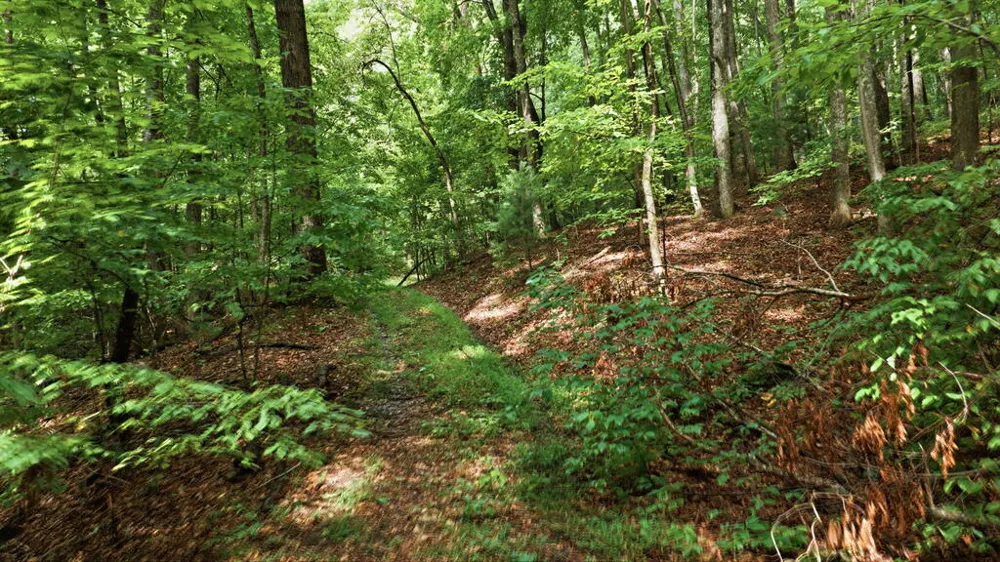 Allison Watts Road Franklin, NC 28734