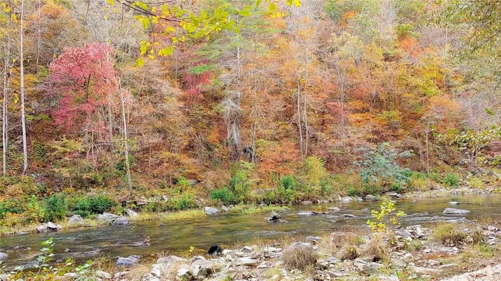 1275 Marie Drive Ellijay, GA 30175