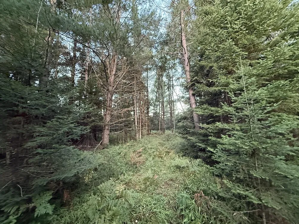 3379 Hehir Trail Grayling, MI 49738