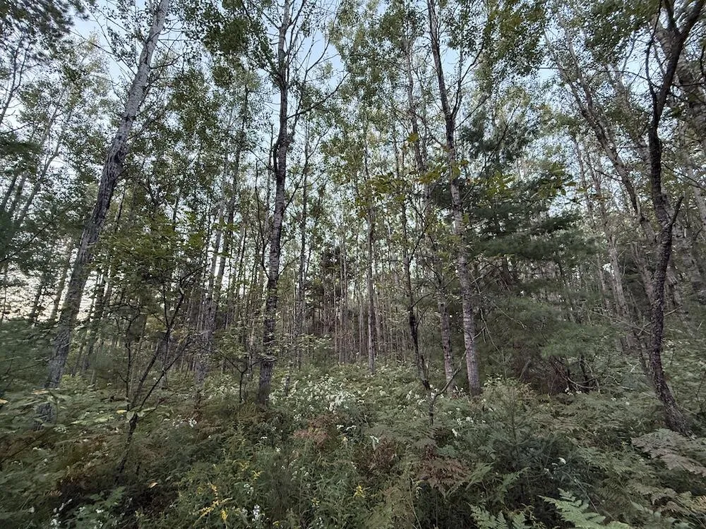 3379 Hehir Trail Grayling, MI 49738