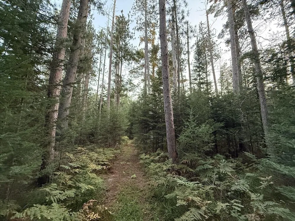 3379 Hehir Trail Lovells Township, MI 49738