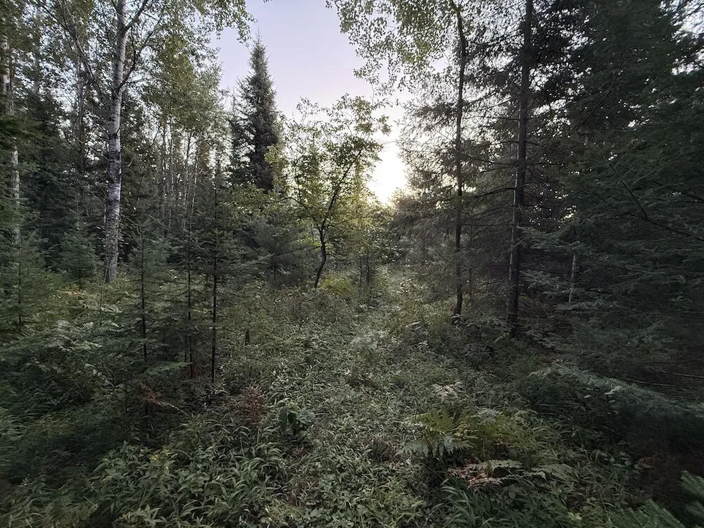 3379 Hehir Trail Lovells Township, MI 49738