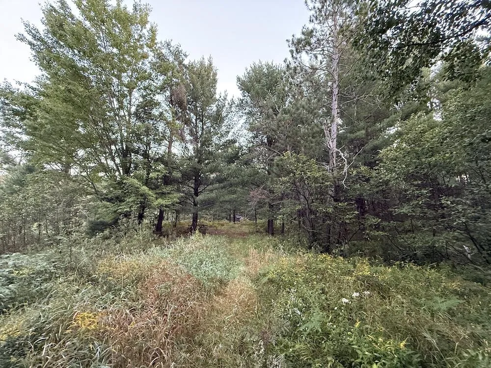 3379 Hehir Trail Lovells Township, MI 49738