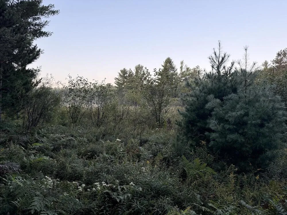 3379 Hehir Trail Lovells Township, MI 49738