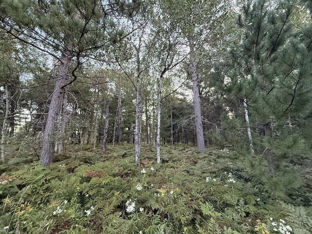 3379 Hehir Trail Lovells Township, MI 49738