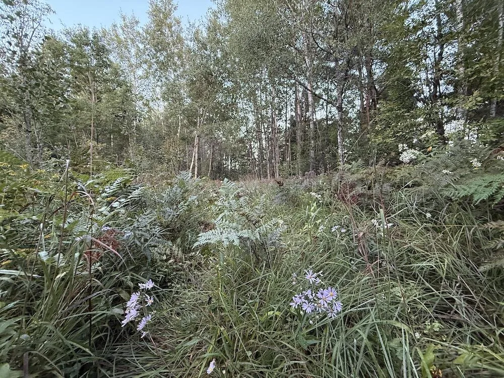 3379 Hehir Trail Lovells Township, MI 49738