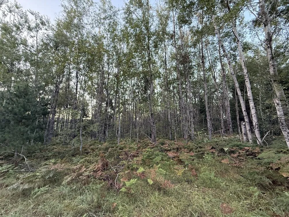 3379 Hehir Trail Lovells Township, MI 49738
