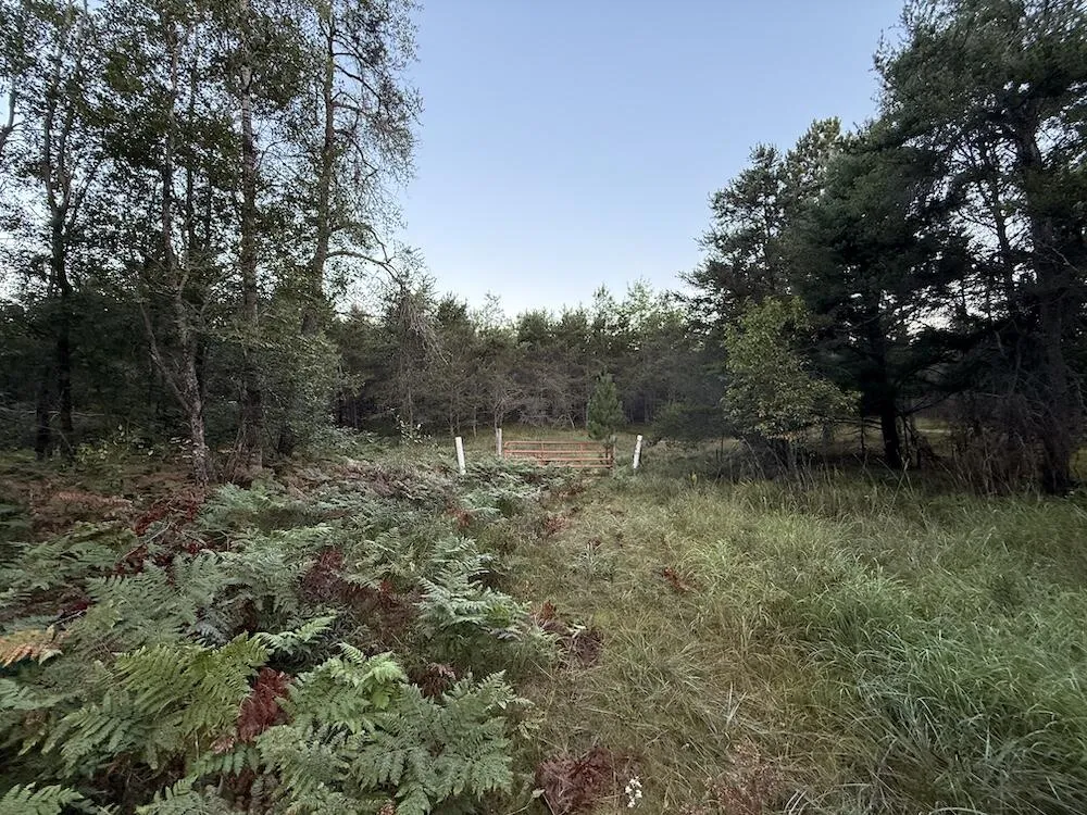 3379 Hehir Trail Lovells Township, MI 49738
