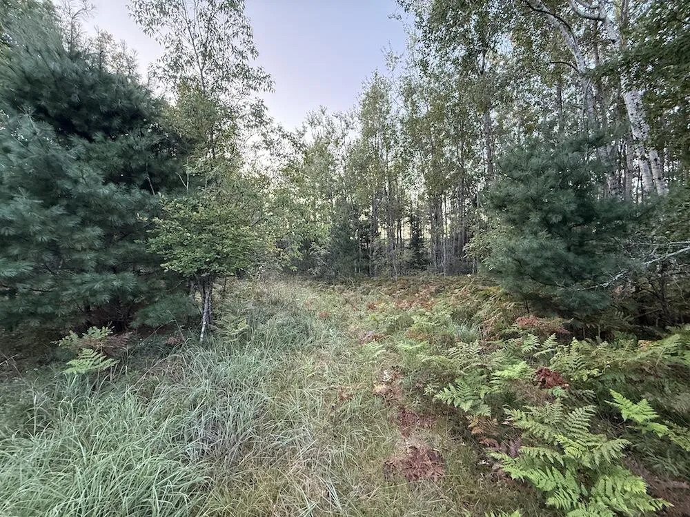 3379 Hehir Trail Lovells Township, MI 49738