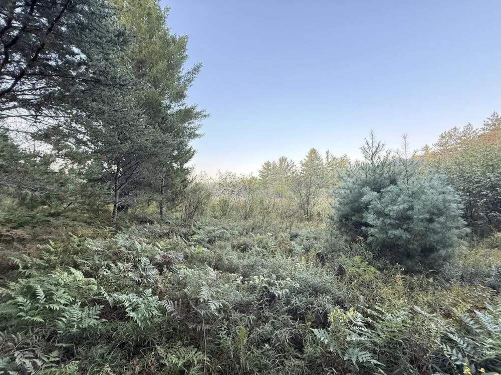 3379 Hehir Trail Lovells Township, MI 49738