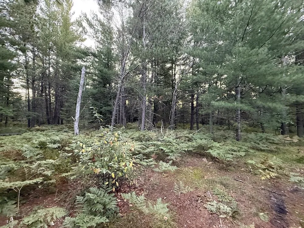 3379 Hehir Trail Lovells Township, MI 49738