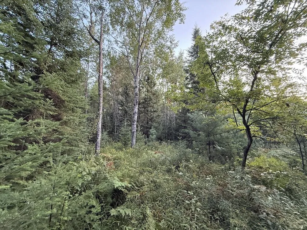 3379 Hehir Trail Lovells Township, MI 49738
