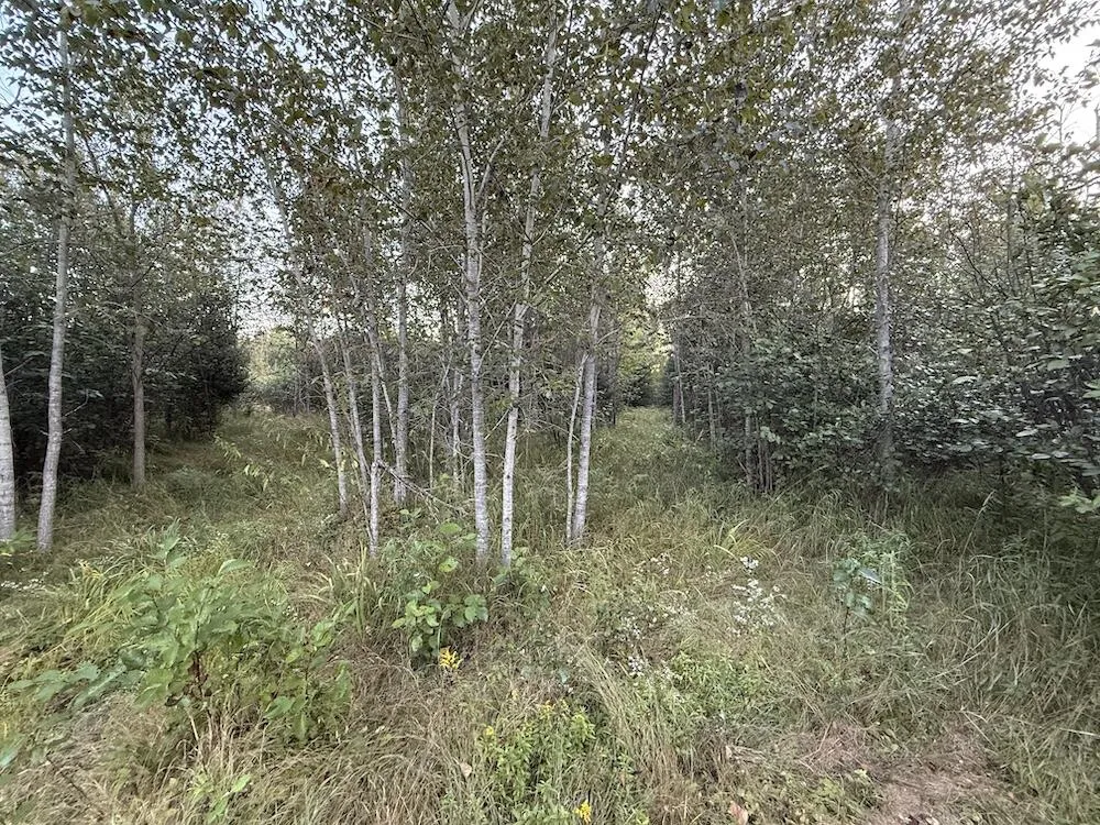 3379 Hehir Trail Lovells Township, MI 49738