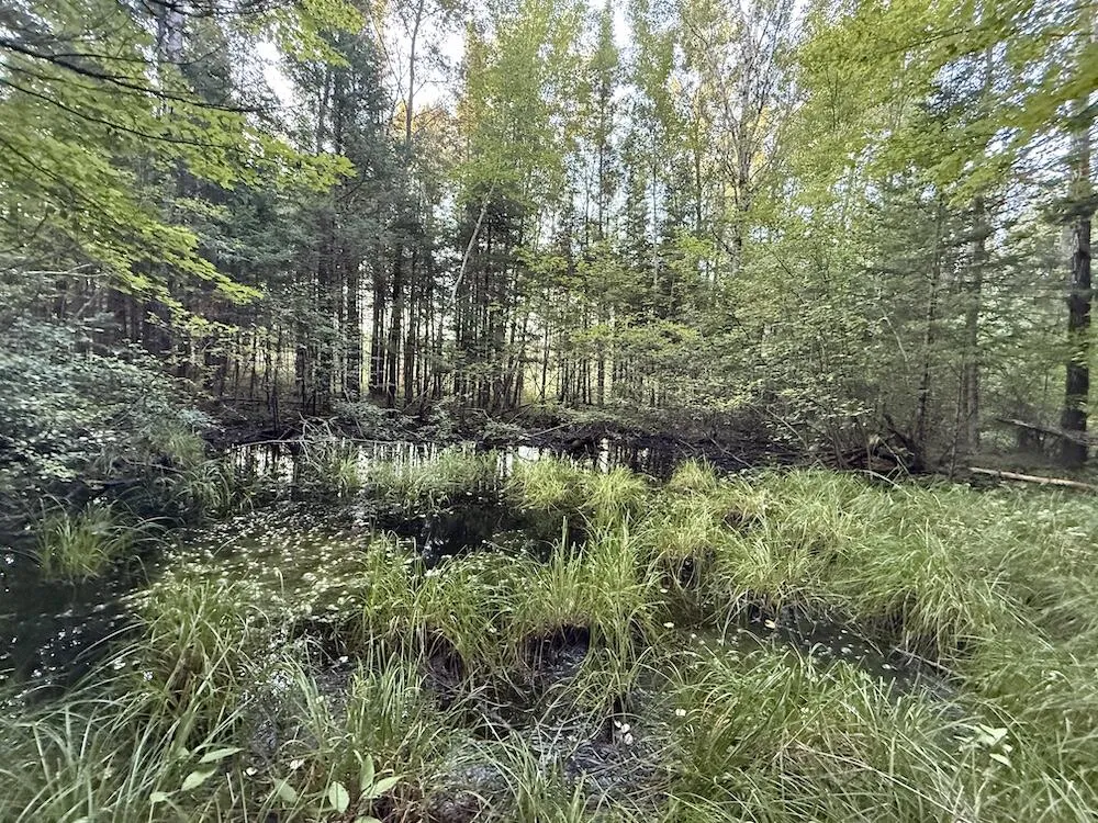 3379 Hehir Trail Lovells Township, MI 49738