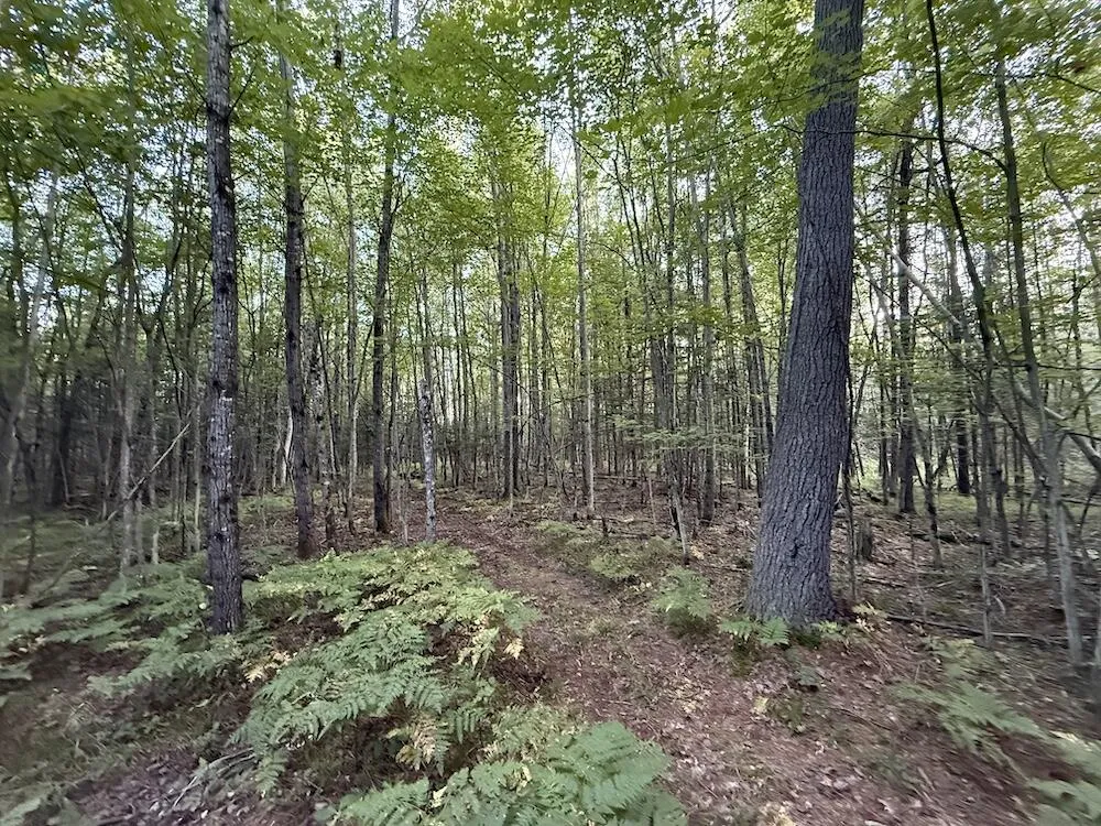 3379 Hehir Trail Lovells Township, MI 49738