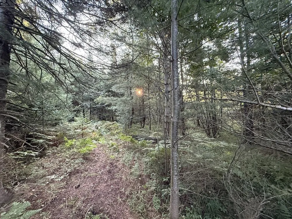 3379 Hehir Trail Lovells Township, MI 49738