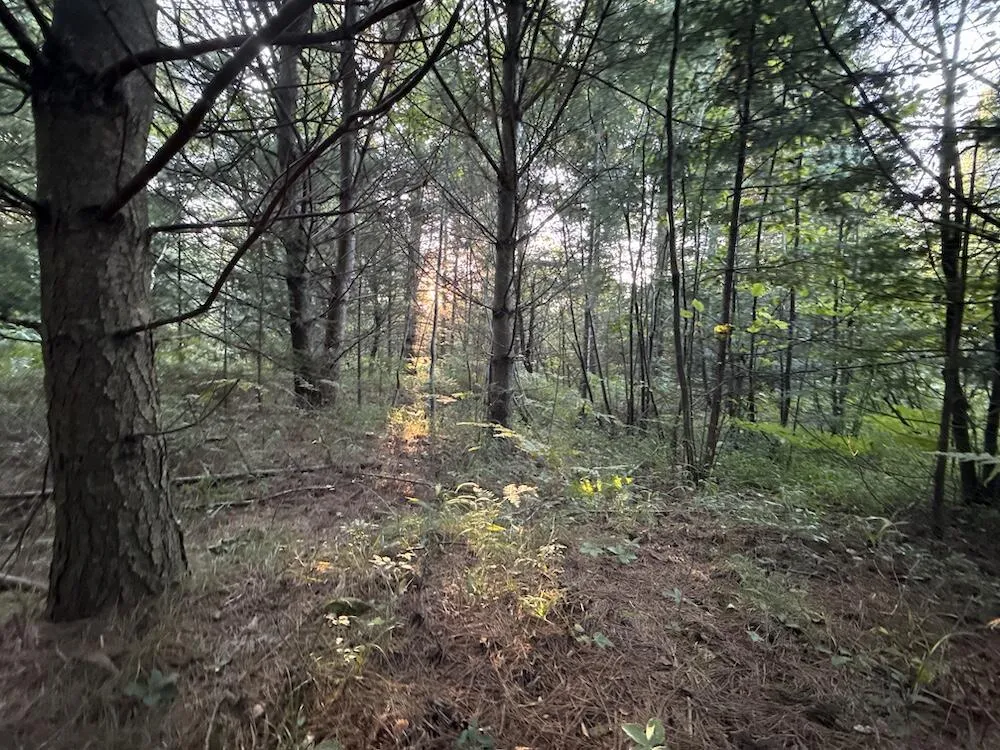3379 Hehir Trail Lovells Township, MI 49738