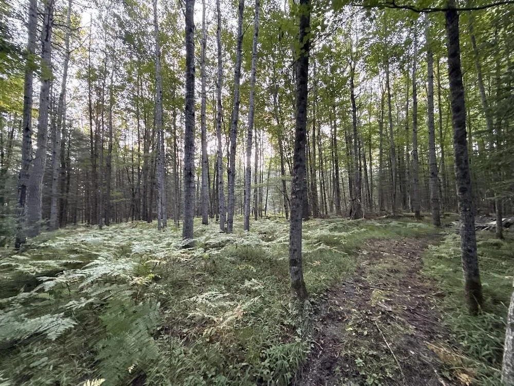 3379 Hehir Trail Lovells Township, MI 49738
